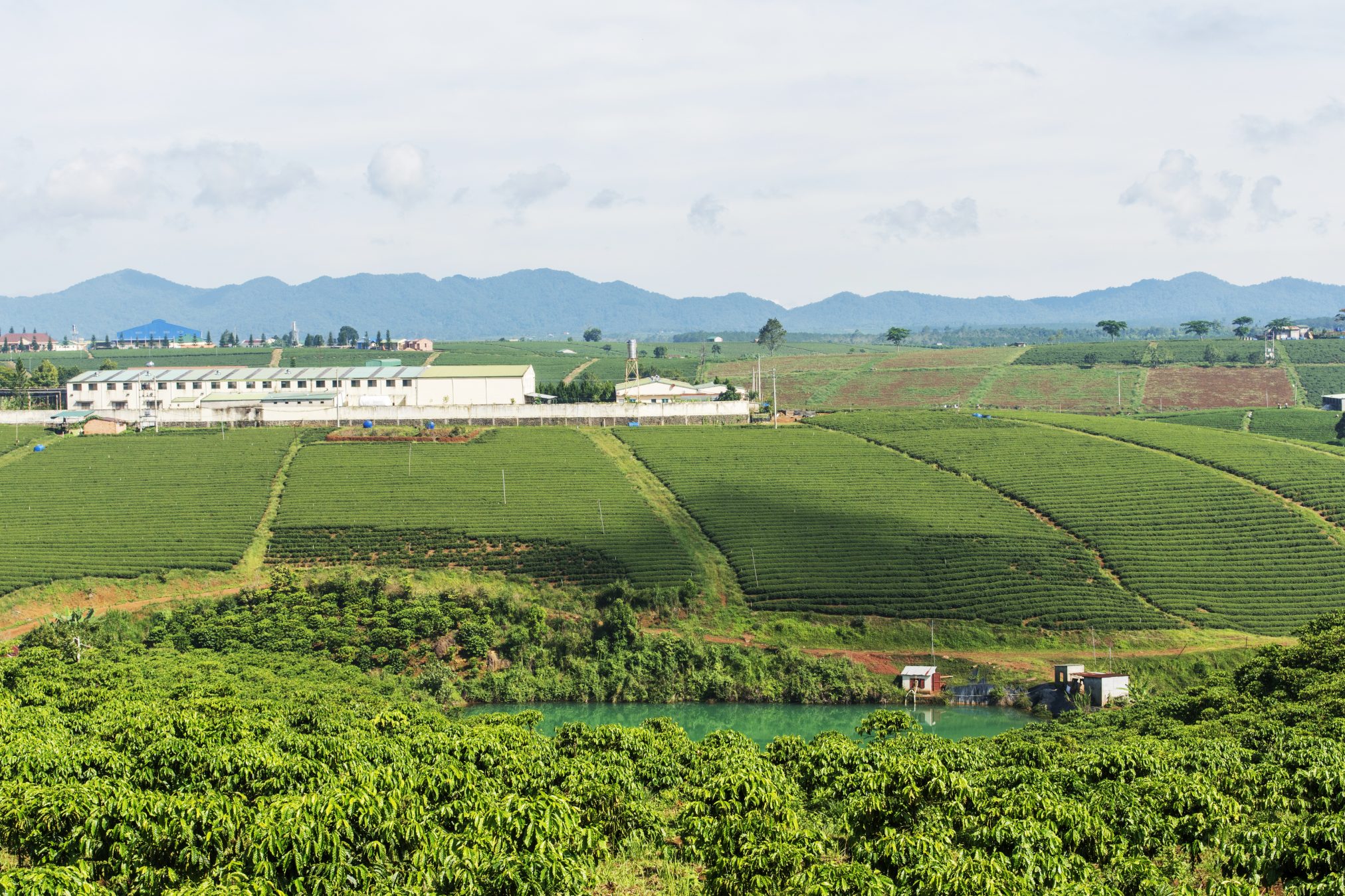 2018_Coffee-Plantation-Lam-Dong_CH_Vietnam_shutterstock_476893804-2024x1349.jpg