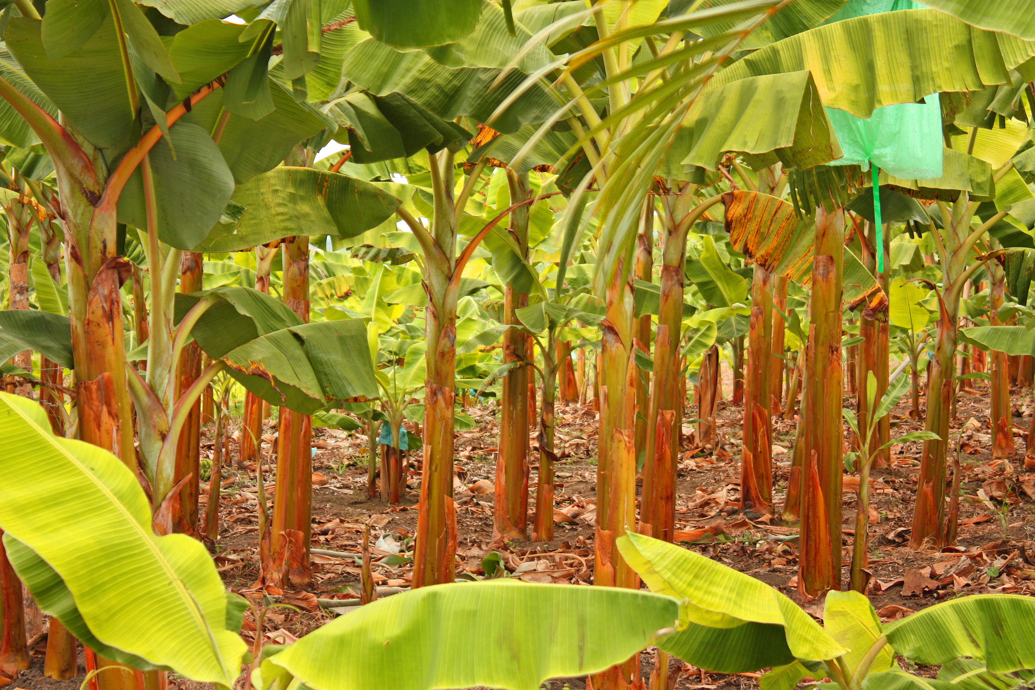 magdalena bananas