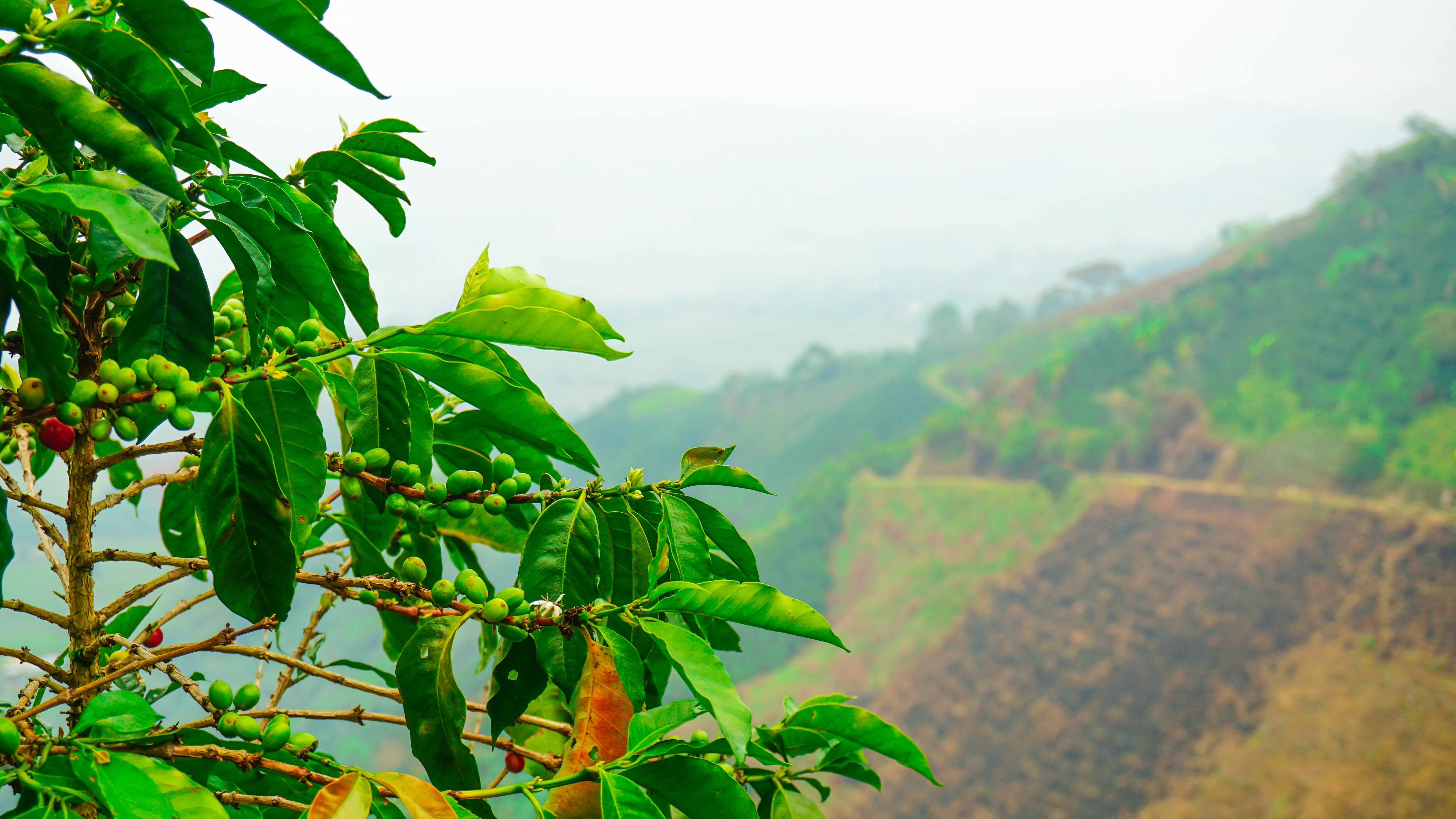 Huila coffee