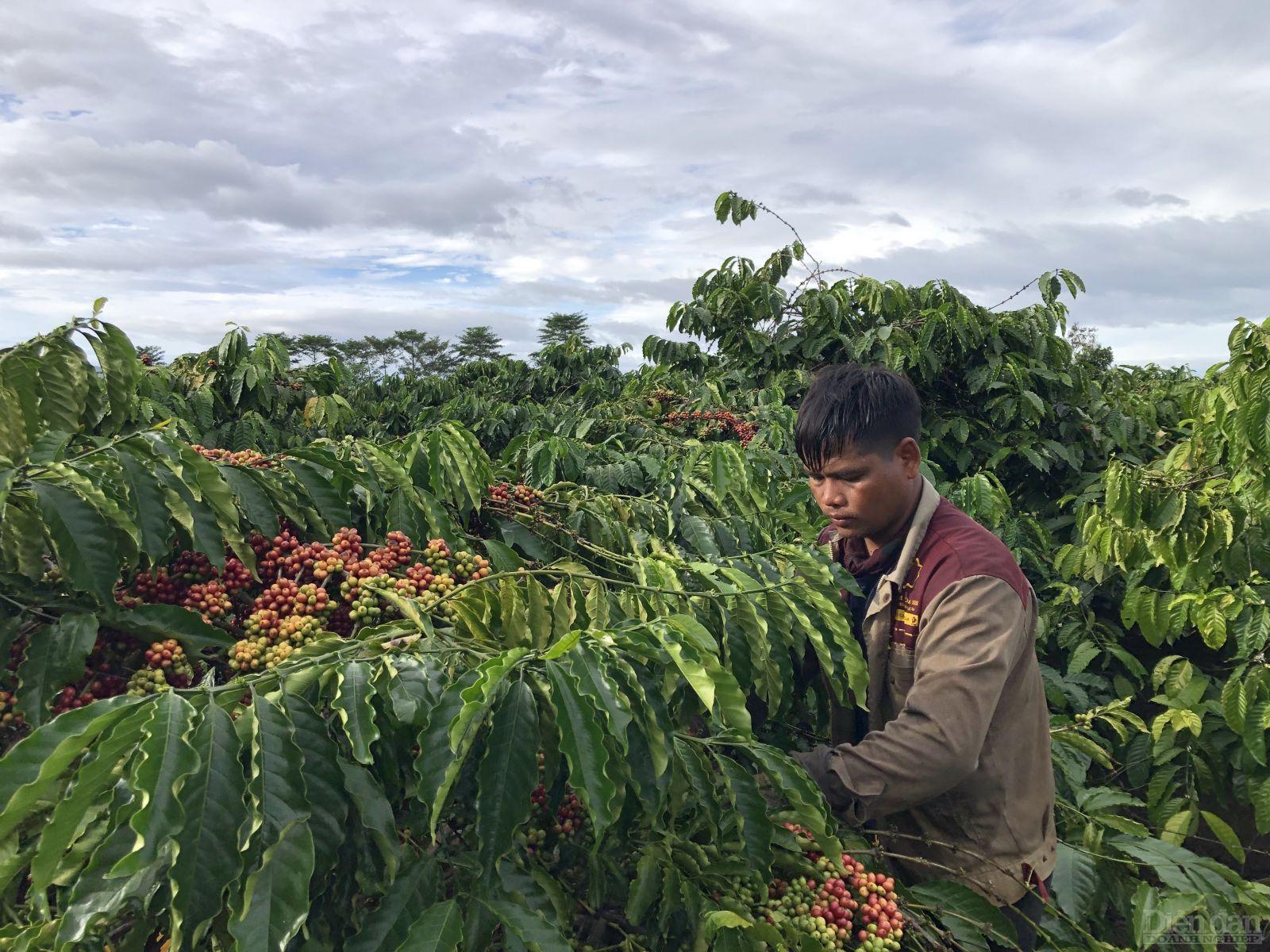 Farmer in Gia Lai coffee farm.jpg