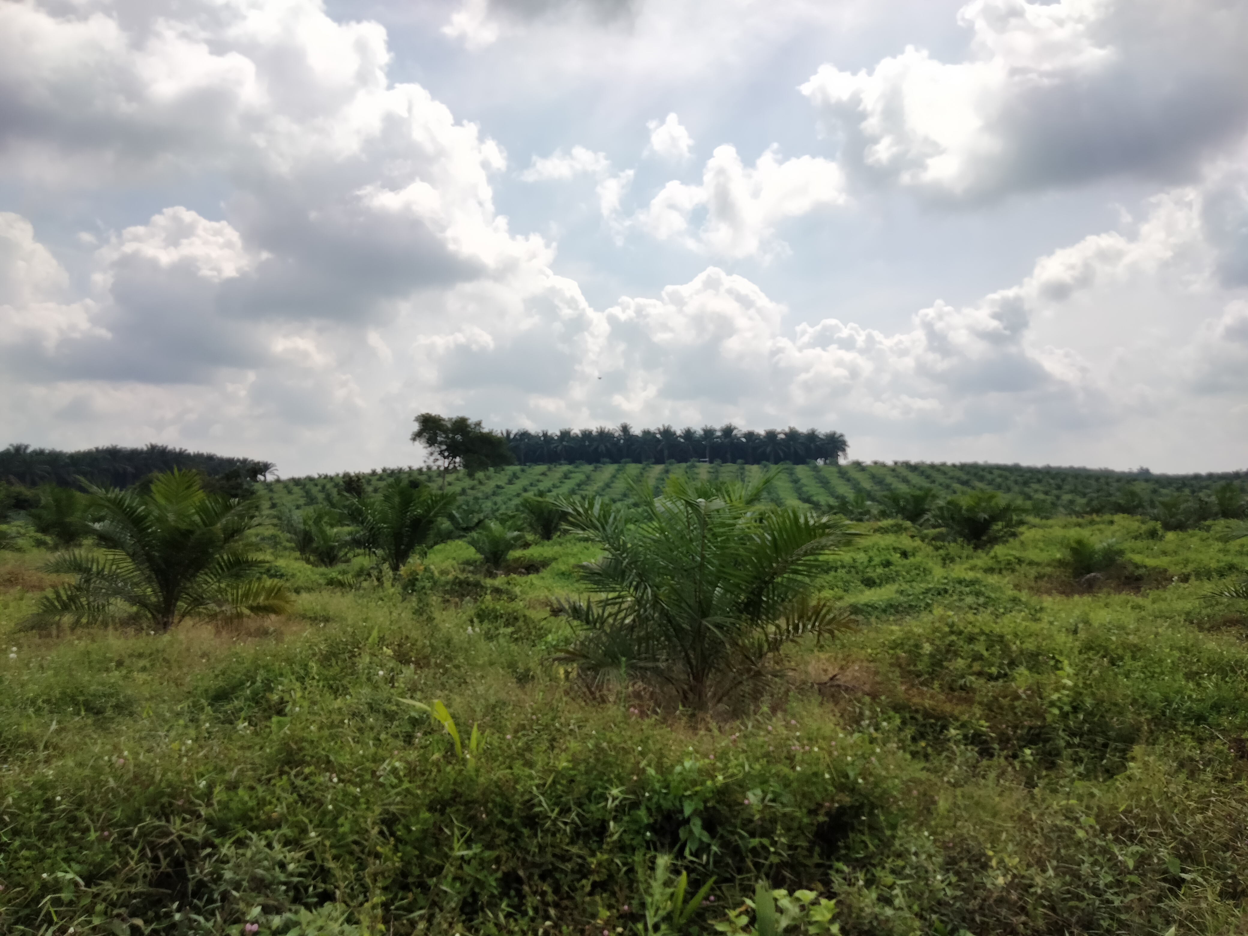 PLANTATION