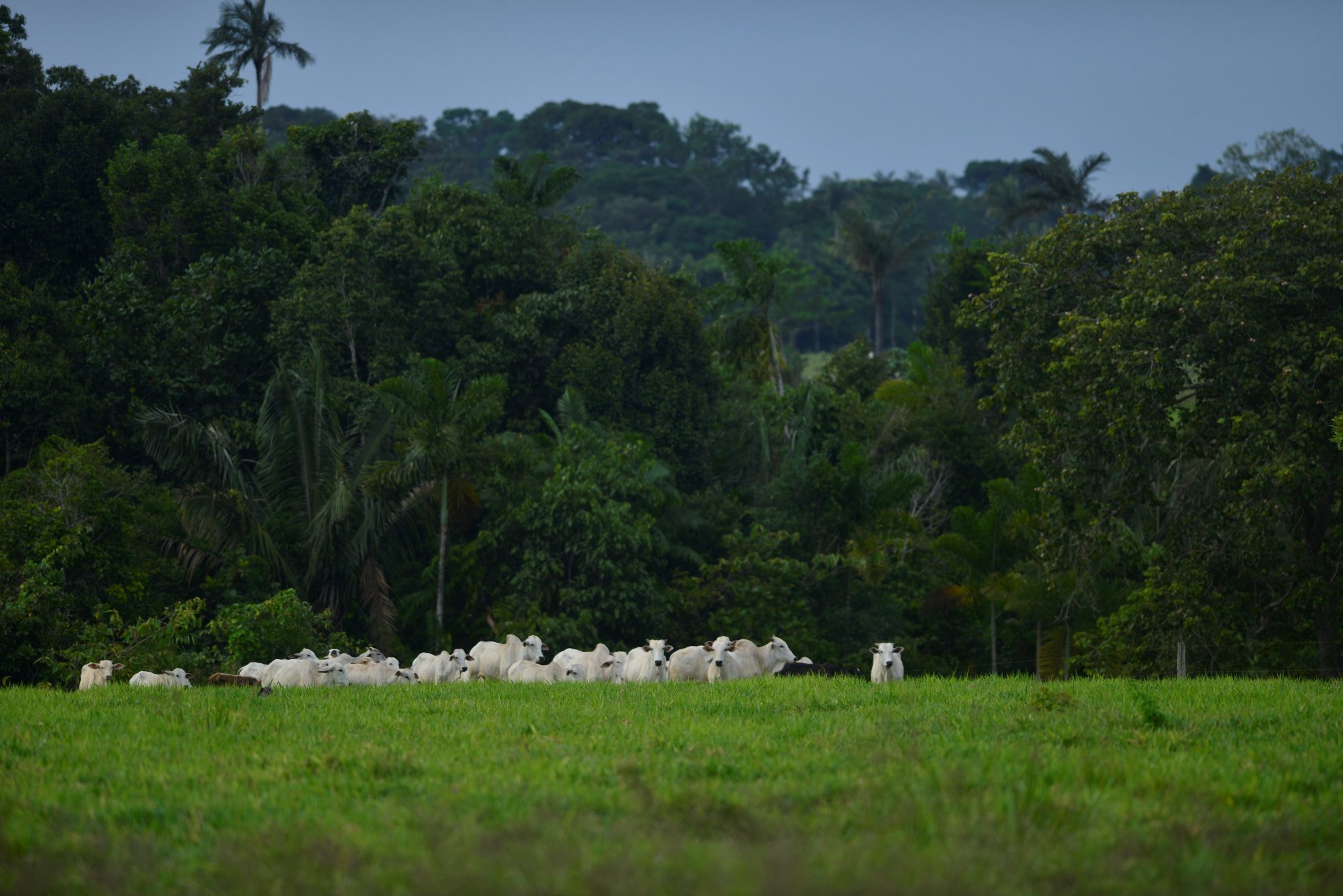 Juruena-catle-2024x1351.jpg