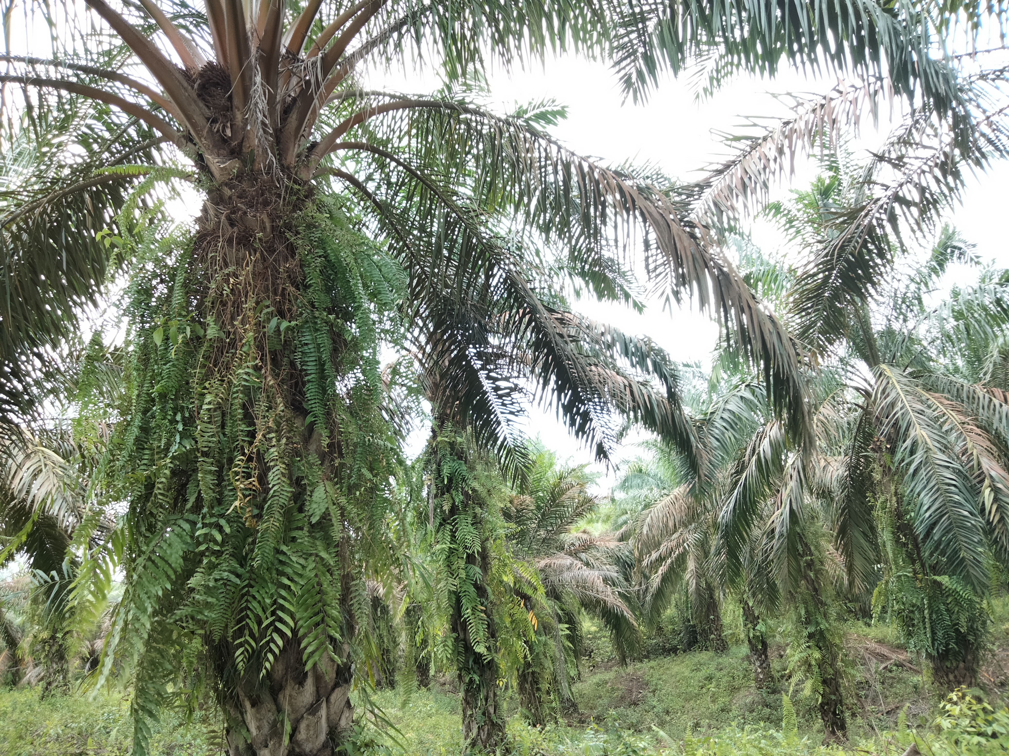PLANTATION 1