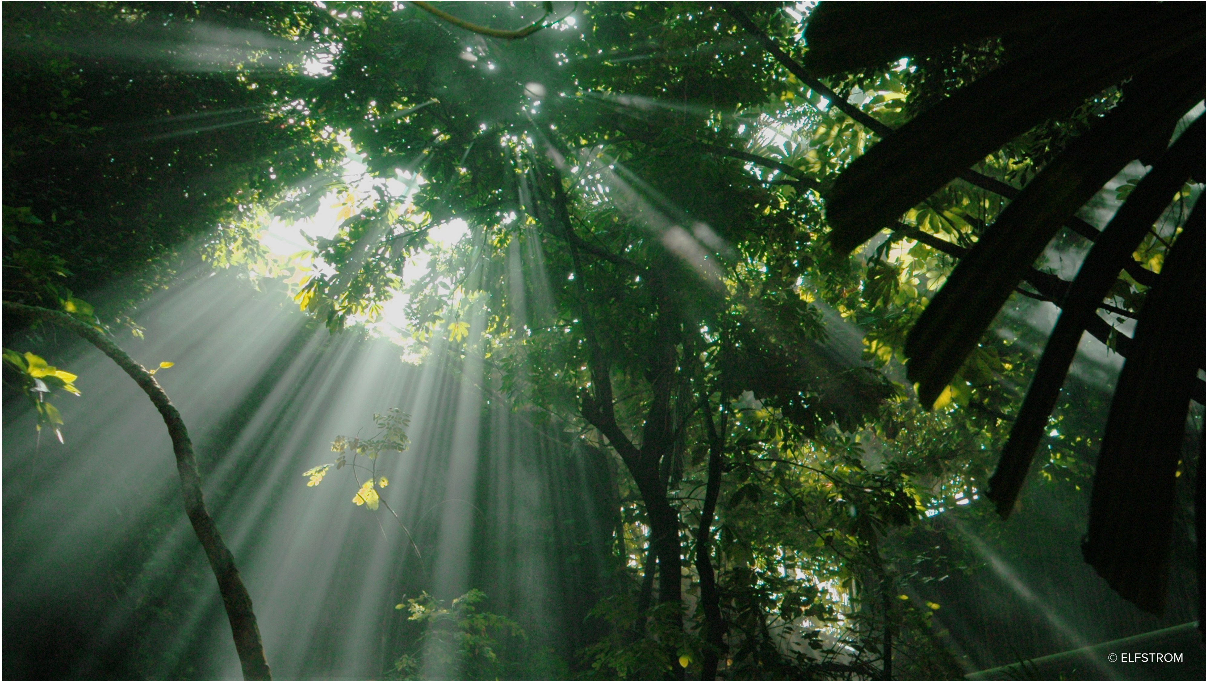 Conservation International