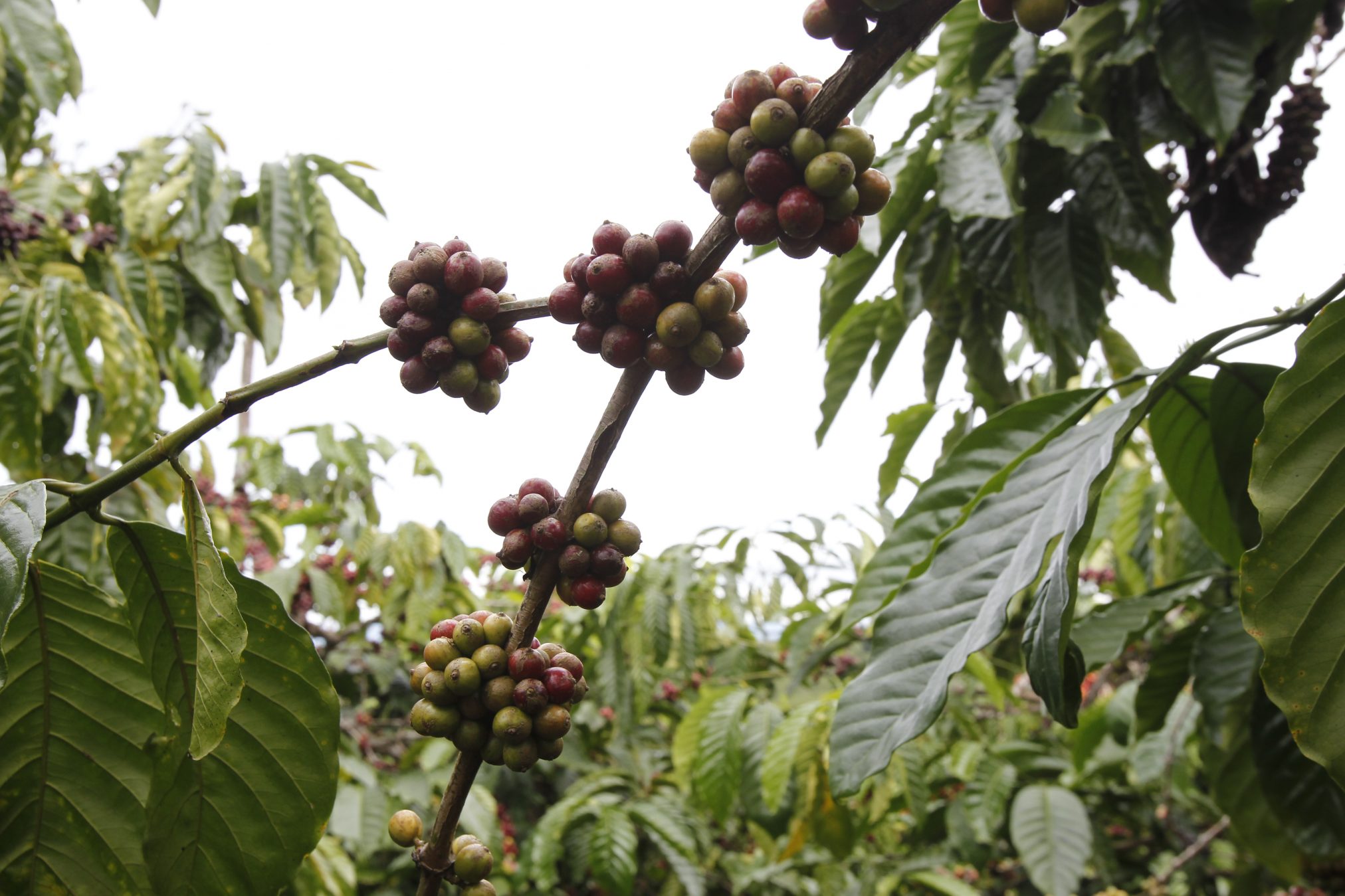 Vietnam_Coffee_Copyright_Agri-Logic-10-2024x1349.jpg