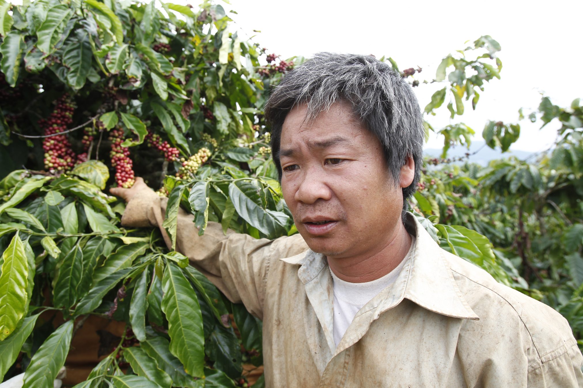 Vietnam_Coffee_Copyright_Agri-Logic-11-2024x1349.jpg