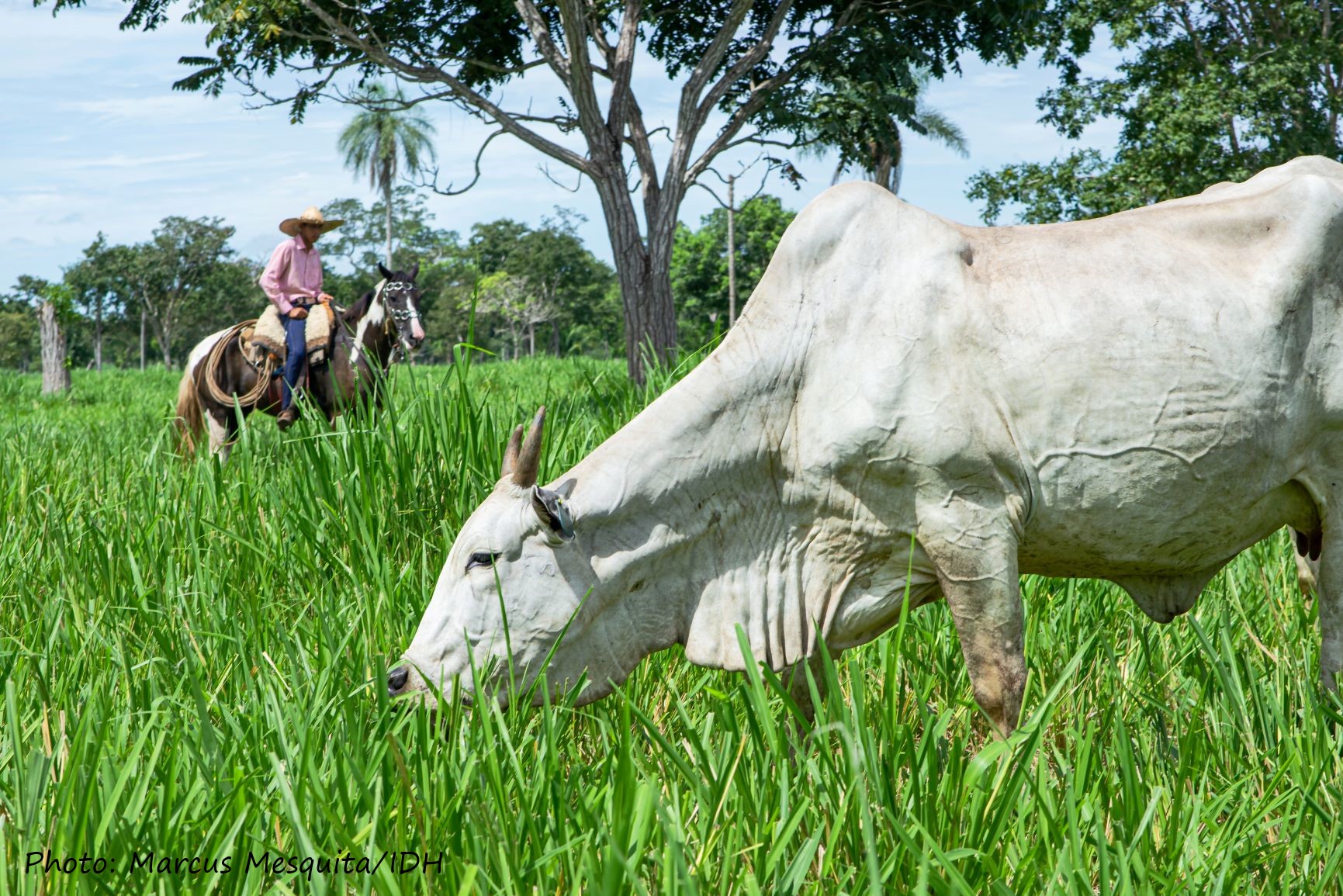 cattle-Marcus_Mesquita.jpg