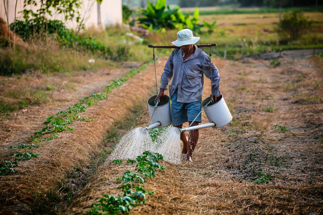 man-watering-field-vietnam.png