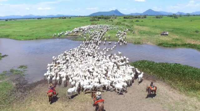 pecuaria-pantanal-marcos-bergama.png