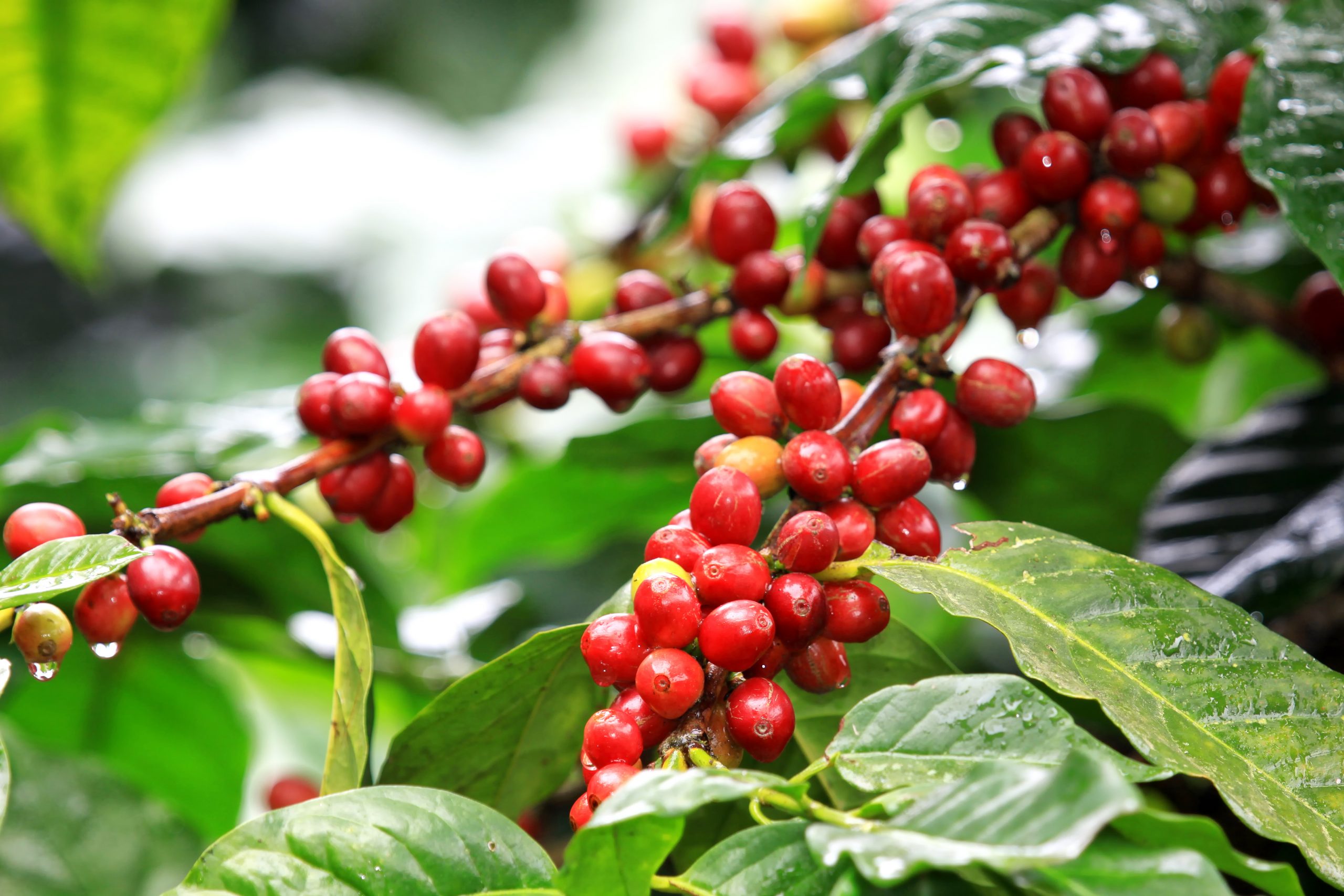 Sucafina Vietnam Ltd.
