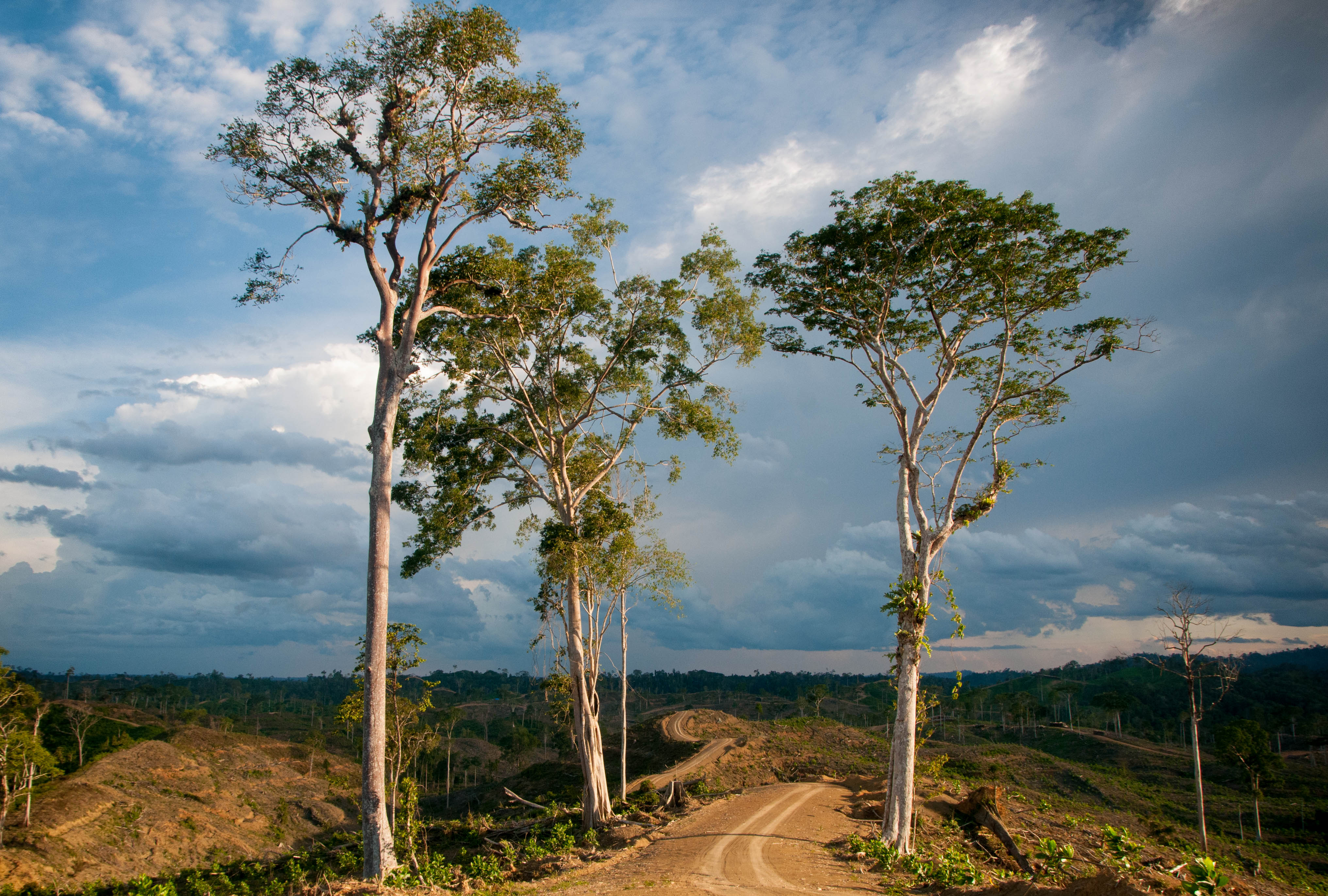 Forest Protection & Carbon Payments